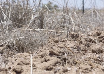 Se ha modificado el medio ambiente y esto hace que se caliente más el planeta: académico.
