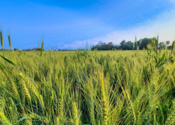 Registra Sonora quiebra de agricultores por bajos precios de grano.