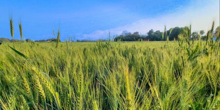 Registra Sonora quiebra de agricultores por bajos precios de grano.