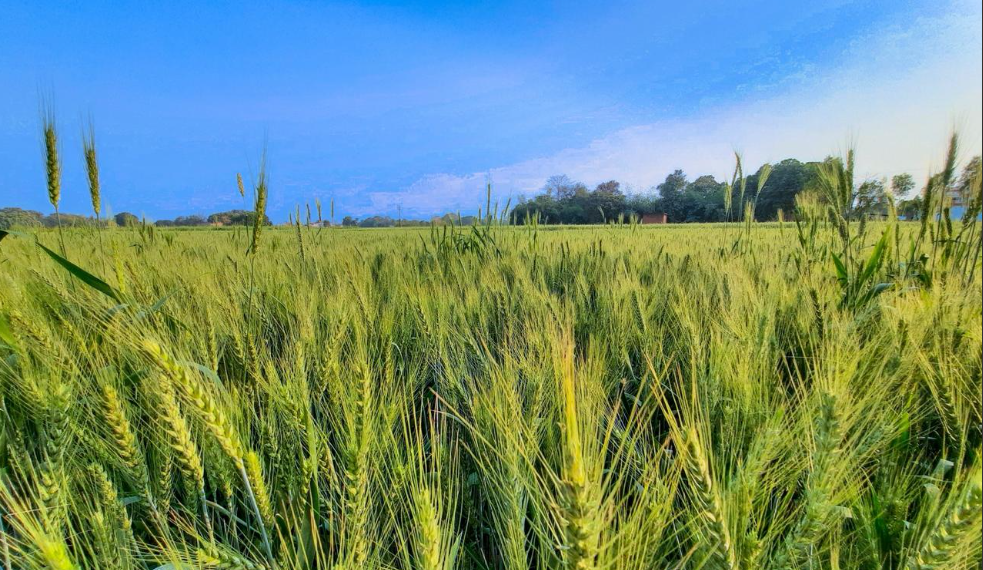 Registra Sonora quiebra de agricultores por bajos precios de grano.