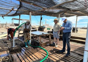 Logra el Instituto de Acuacultura del Estado acreditación Nodess para impulsar la ostricultura.