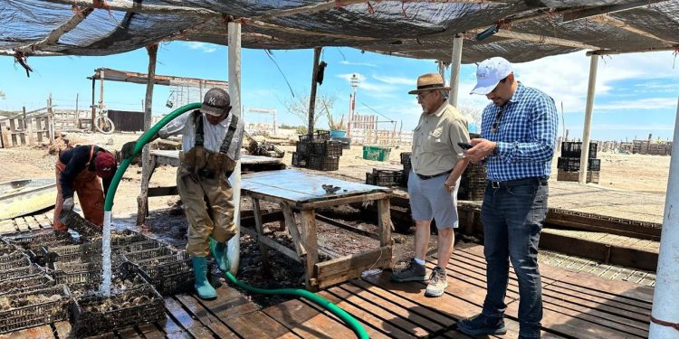 Logra el Instituto de Acuacultura del Estado acreditación Nodess para impulsar la ostricultura.