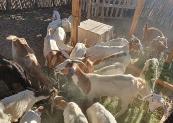 Gobierno de Sonora apoya a productores Comca’ac en proyectos de infraestructura y ganado.