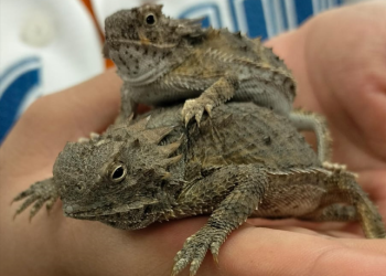 Realiza estudiante de la Unisierra trabajo de investigación sobre el camaleón sonorense.