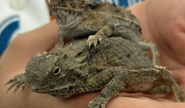 Realiza estudiante de la Unisierra trabajo de investigación sobre el camaleón sonorense.