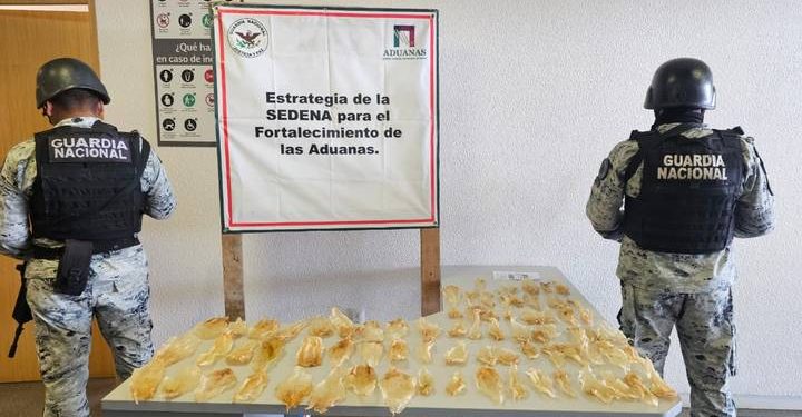 Golpe al tráfico de totoaba: Detienen cargamento con 75 piezas deshidratadas.