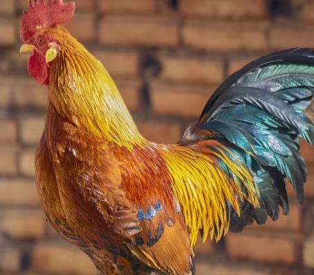 “Queremos seguir trabajando”: Galleros ante Ley de Protección y Bienestar Animal de Sonora.