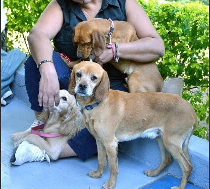 Unison ofrecerá atención gratuita a caninos y felinos.