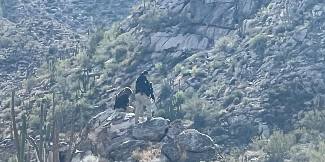 Operativo conjunto entre SEDENA y AMIC desmantela campamento de grupo criminal en Sonoyta.