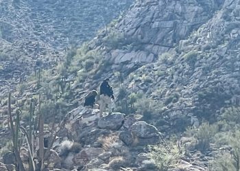 Operativo conjunto entre SEDENA y AMIC desmantela campamento de grupo criminal en Sonoyta.