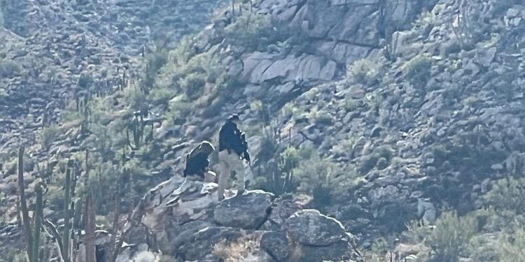 Operativo conjunto entre SEDENA y AMIC desmantela campamento de grupo criminal en Sonoyta.