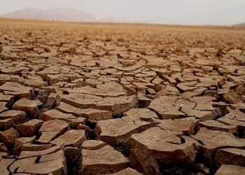 Por sequía, Sonora dejará de producir 1 millón de toneladas de trigo.