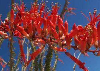 Ocotillo: una planta mexicana con potencial contra bacterias resistentes: CIAD.