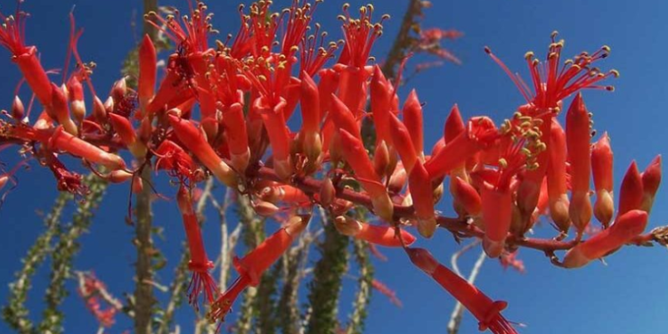 Ocotillo: una planta mexicana con potencial contra bacterias resistentes: CIAD.