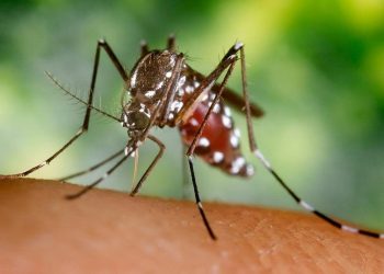 Sonora en los últimos lugares a nivel nacional en casos confirmados de dengue.