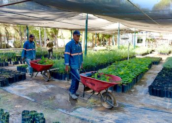 Invita Vivero Municipal a adoptar un árbol nativo este sábado.