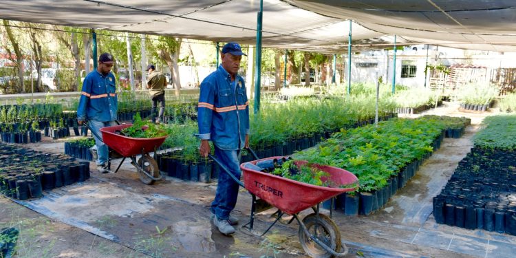 Invita Vivero Municipal a adoptar un árbol nativo este sábado.