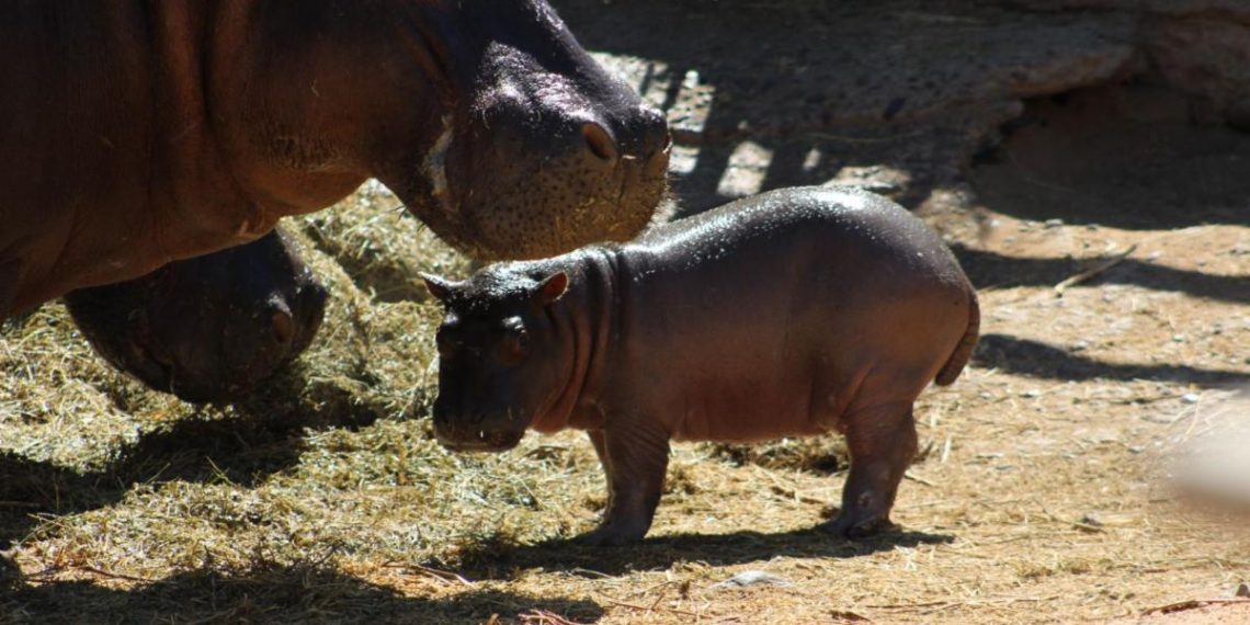 Nace cría de hipopótamo en el Centro Ecológico de Sonora.