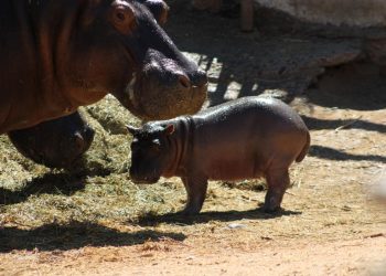 Nace cría de hipopótamo en el Centro Ecológico de Sonora.