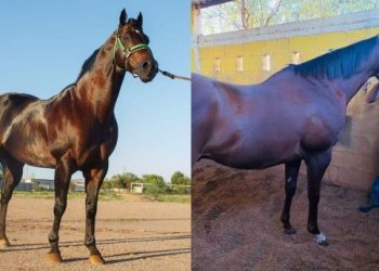 Somoza y Matías en el Hipódromo de Hermosillo.