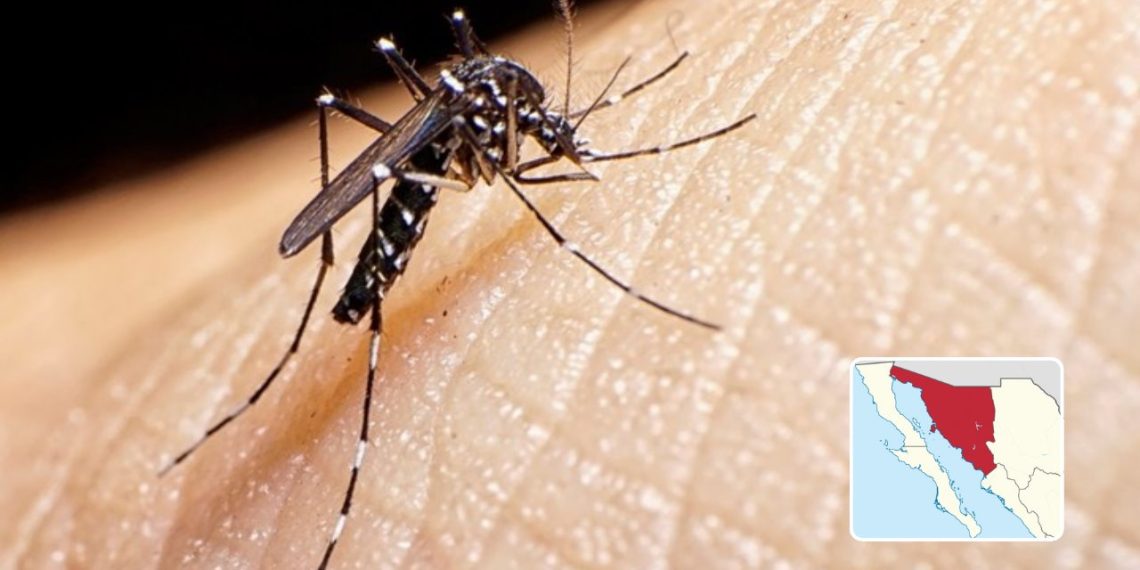 Registran casos activos de dengue 8 municipios de Sonora.
