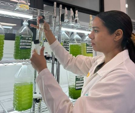 Desarrolla Universidad Tecnológica de SLRC biofertilizante a base de algas.