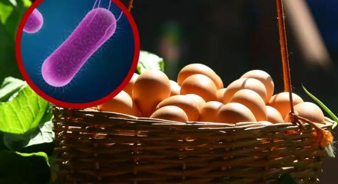 Retiran 345 mil docenas de huevos contaminados con salmonella en EU.
