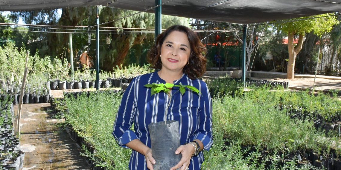 Habrá mega donación de árboles nativos este viernes