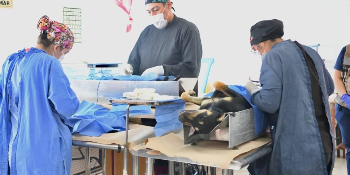 Lleva Gobierno de Sonora atenciones veterinarias gratuitas y cirugías de esterilización al norte de Hermosillo.