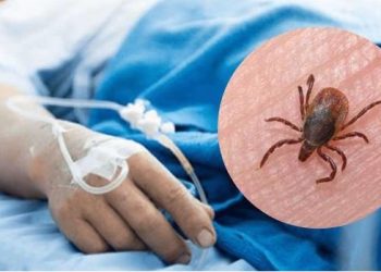 Aumentan fallecimientos por rickettsia en Sonora; suman 60.