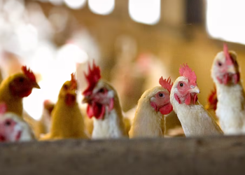 Confirman primer caso de gripe aviar H5N9 en Estados Unidos: riesgos y acciones.