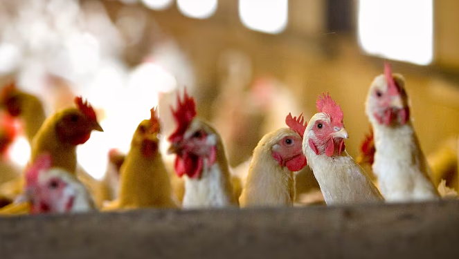 Confirman primer caso de gripe aviar H5N9 en Estados Unidos: riesgos y acciones.