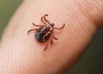 Dos defunciones por ricketssia en Sonora.