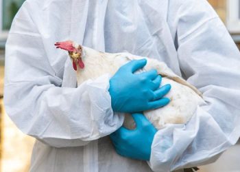 Gripe aviar H5N1 cobra su primera víctima humana.
