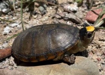 Dos hombres se hacen pasar por trabajadores de Profepa y roban 55 ejemplares de tortuga casquito en Puerto Vallarta.
