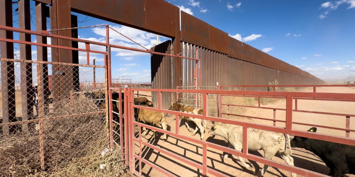 Se reactiva cruce total de ganado por frontera de Sonora.