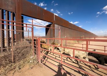 Se reactiva cruce total de ganado por frontera de Sonora.