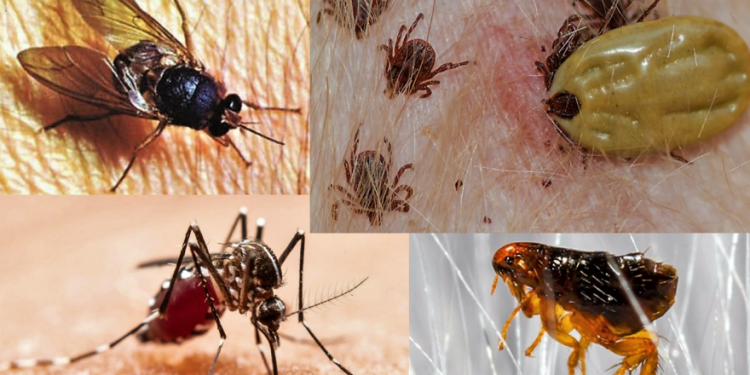 Acciones preventivas en el hogar disminuyen enfermedades transmitidas por vectores: Salud Sonora. 