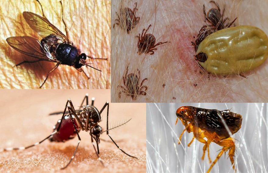 Acciones preventivas en el hogar disminuyen enfermedades transmitidas por vectores: Salud Sonora. 