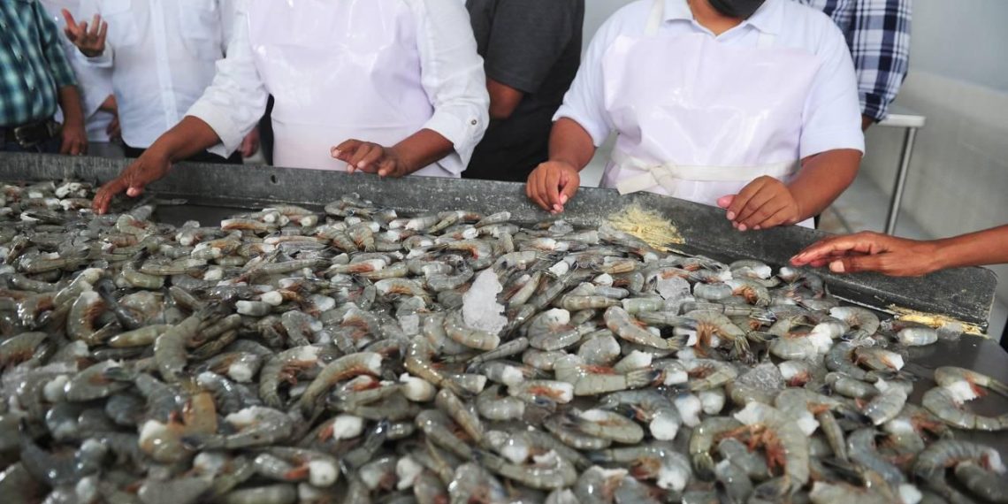 Sonora líder nacional en producción pesquera.
