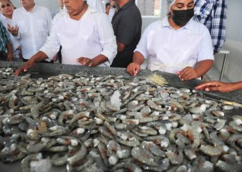 Sonora líder nacional en producción pesquera.