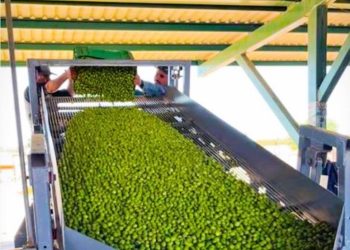 Sonora ocupa el primer lugar en México en producción de aceituna: Sagarhpa.