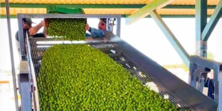 Sonora ocupa el primer lugar en México en producción de aceituna: Sagarhpa.