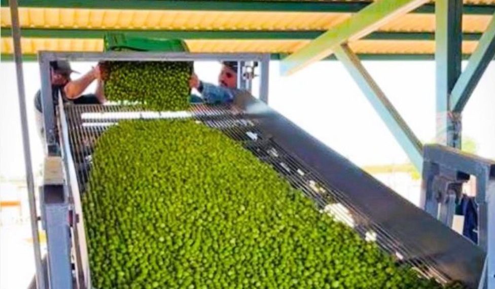 Sonora ocupa el primer lugar en México en producción de aceituna: Sagarhpa.