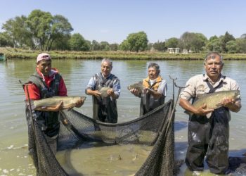 Gobierno de México dispersará más de mil 200 mdp para el pago de Bienpesca a más de 168 mil 950 derechohabientes.