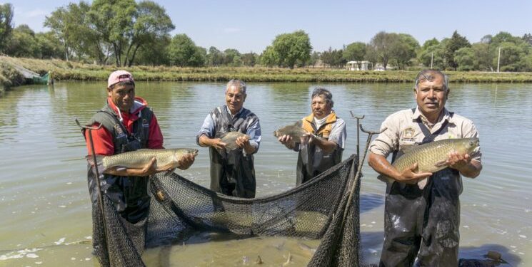 Gobierno de México dispersará más de mil 200 mdp para el pago de Bienpesca a más de 168 mil 950 derechohabientes.