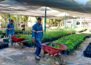 Donarán 500 árboles nativos en el Vivero Municipal.