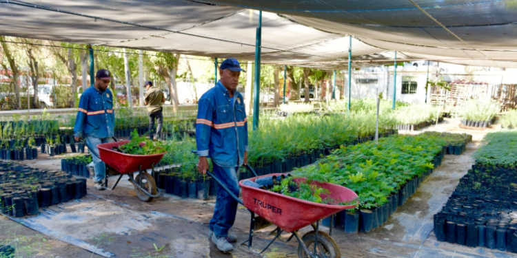 Donarán 500 árboles nativos en el Vivero Municipal.