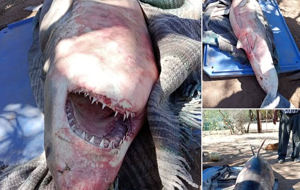Tiburón de casi tres metros es capturado por pescadores en la región de Camahuiroa, Huatabampo.