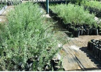 Parques y Jardines busca escuelas que quieran ser reforestadas en Hermosillo.